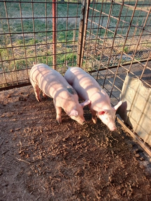 Vand purcei. - imagine 4