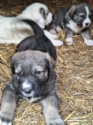 Pui de Volkodav  - imagine 4