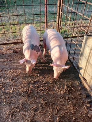 Vand purcei. - imagine 5