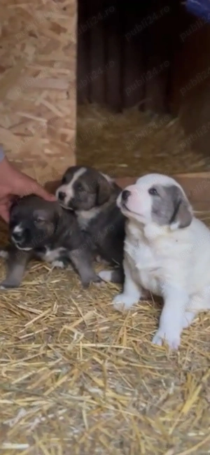 Pui de Volkodav  - imagine 3