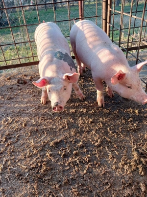 Vand purcei. - imagine 3