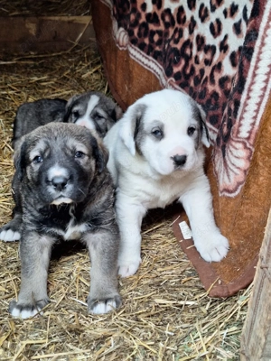 Vînd pui de Volkodav - imagine 3