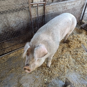 Porc de vânzare 