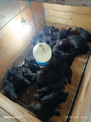 pui de găină australorp 