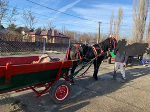 Cal de vânzare (iapă) - imagine 3