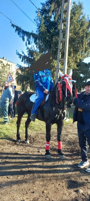 Cal de vânzare (iapă) - imagine 2