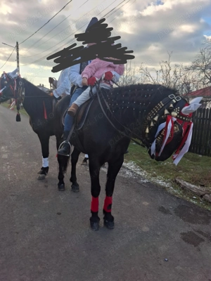 Cal de vânzare (iapă) - imagine 4