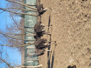 De vânzare struti  - imagine 2