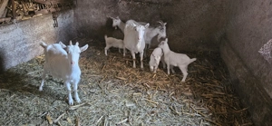  Vand Capre Sannen - imagine 2