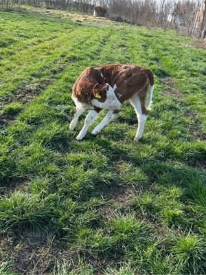 vand doua vitele  - imagine 5