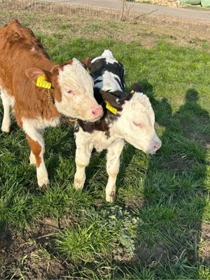 vand doua vitele  - imagine 3