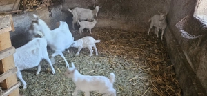  Vand Capre Sannen - imagine 4