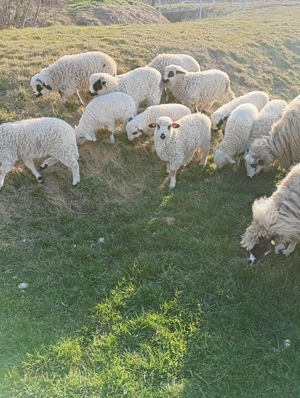 Oi cu miei de vanzare  - imagine 3