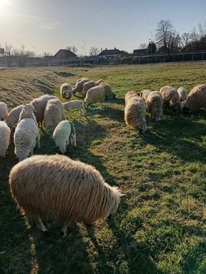 Oi cu miei de vanzare 