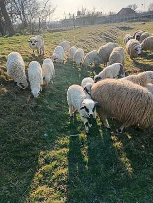 Oi cu miei de vanzare  - imagine 4