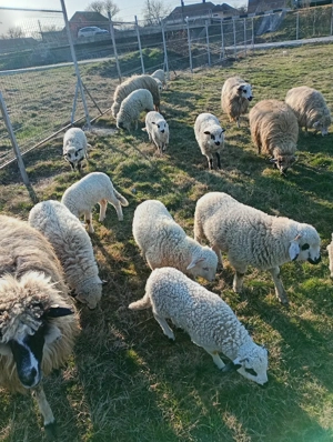 Oi cu miei de vanzare  - imagine 2