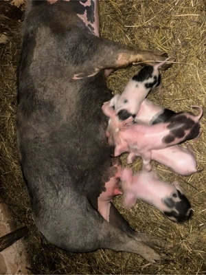 vând scroafe - imagine 4