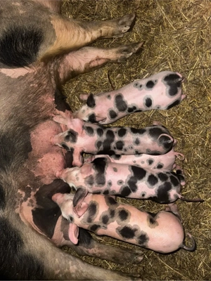 vând scroafe - imagine 5