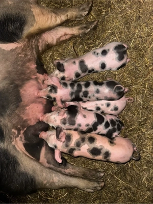 vând scroafe - imagine 2