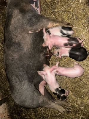 vând scroafe - imagine 3