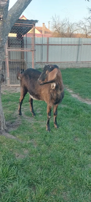 De vânzare metis anglo-nubian  - imagine 2