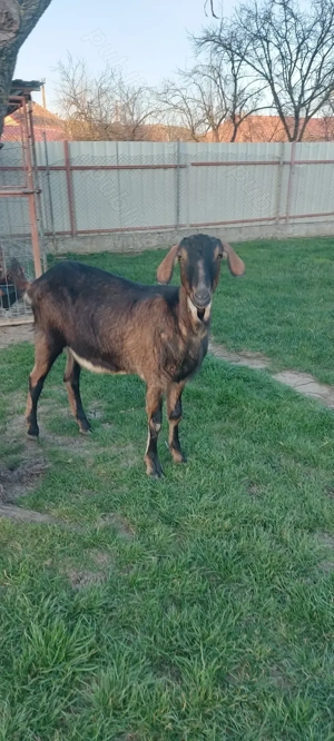 De vânzare metis anglo-nubian 