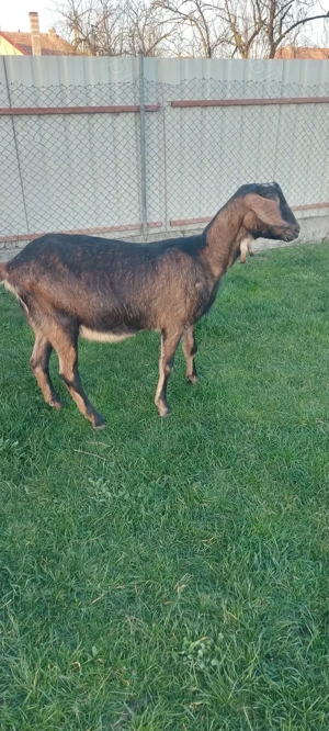 De vânzare metis anglo-nubian  - imagine 3