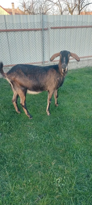 De vânzare metis anglo-nubian  - imagine 5