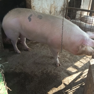 Porci de Paște  - imagine 5