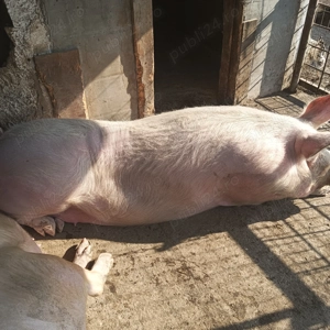 Porci de Paște  - imagine 2