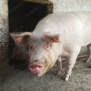 Porci de Paște  - imagine 4