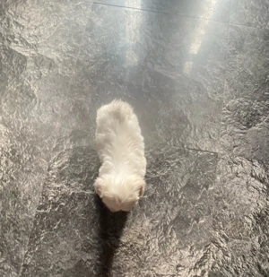 Vand shih tzu alb cu bot turtit 2 luni baietel - imagine 2