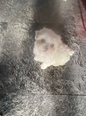 Vand shih tzu alb cu bot turtit 2 luni baietel - imagine 3