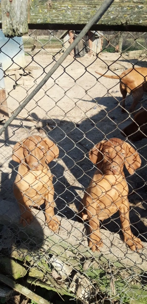 catei vizsla vijla maghiara sau schimb - imagine 5