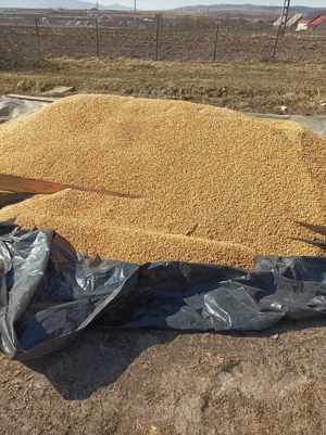 boabe porumb de mămăligă  - imagine 3