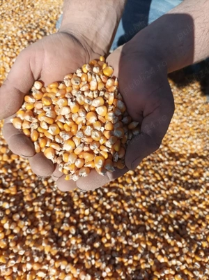 boabe porumb de mămăligă 