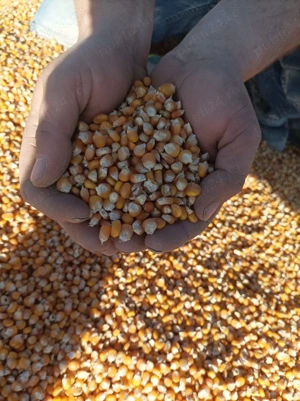 boabe porumb de mămăligă  - imagine 2