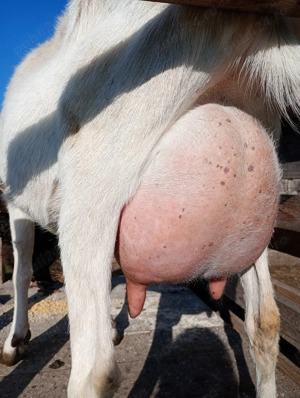 Disponibili iezi - imagine 3