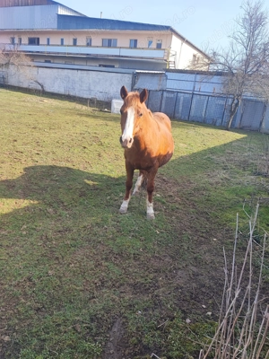 Se vând animale  - imagine 3