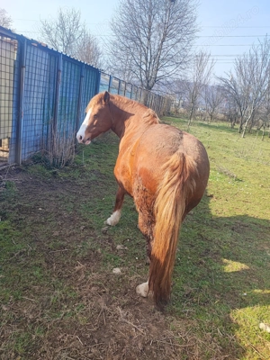 Se vând animale  - imagine 2