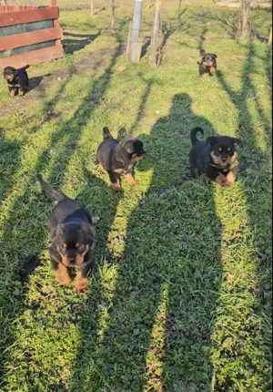 Pui Rottweiler 8 săptămâni   crescuți în familie - imagine 5