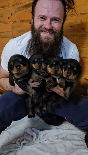Pui Rottweiler 8 săptămâni   crescuți în familie - imagine 4