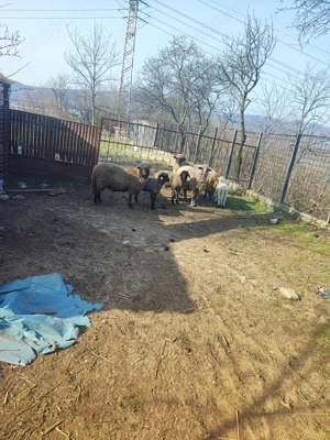 Se vând animale  - imagine 5