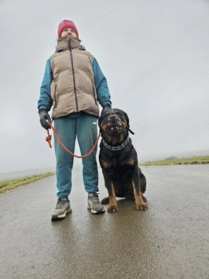 Pui Rottweiler 8 săptămâni   crescuți în familie - imagine 2