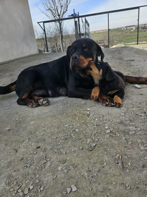 Pui Rottweiler 8 săptămâni   crescuți în familie - imagine 3