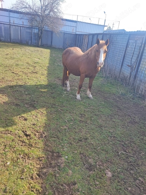 Se vând animale  - imagine 4