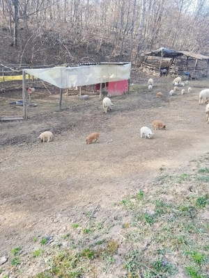 Purcei Mangalița  - imagine 3