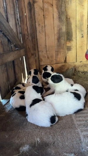 Pui ciobănesc de Bucovina  - imagine 3