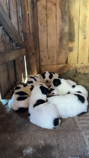 Pui ciobănesc de Bucovina 