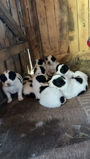 Pui ciobănesc de Bucovina  - imagine 2